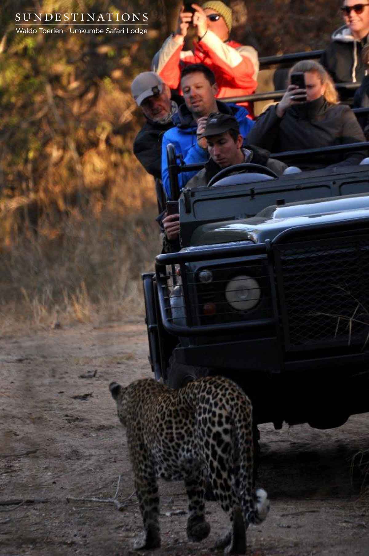 Leopard Nweti Leopard Nweti