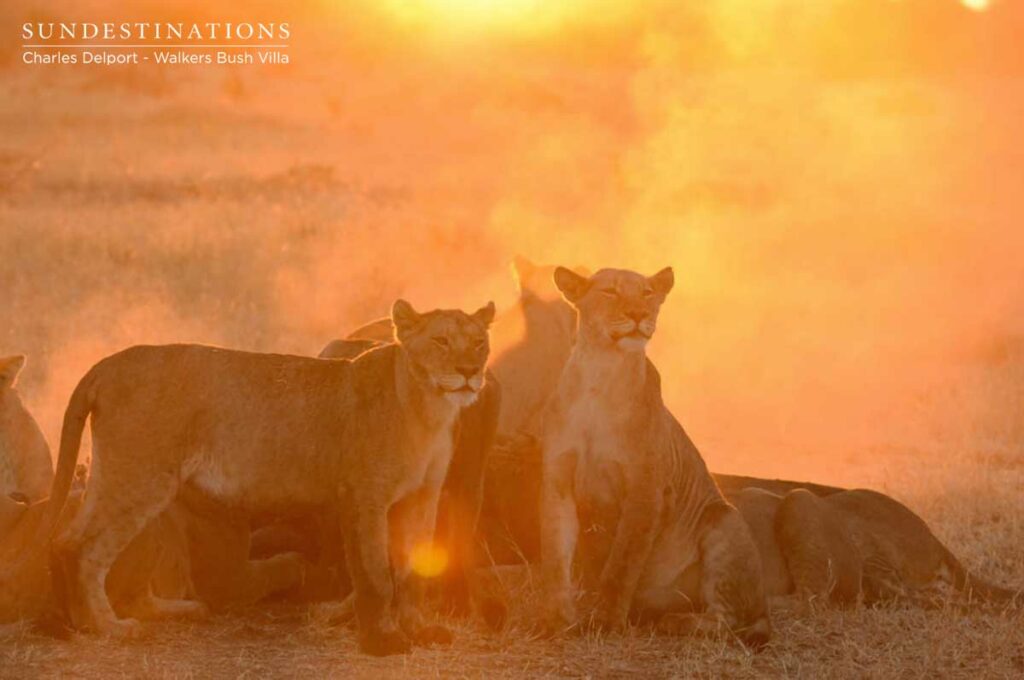 Walkers Bush Villa Lions at Sunset