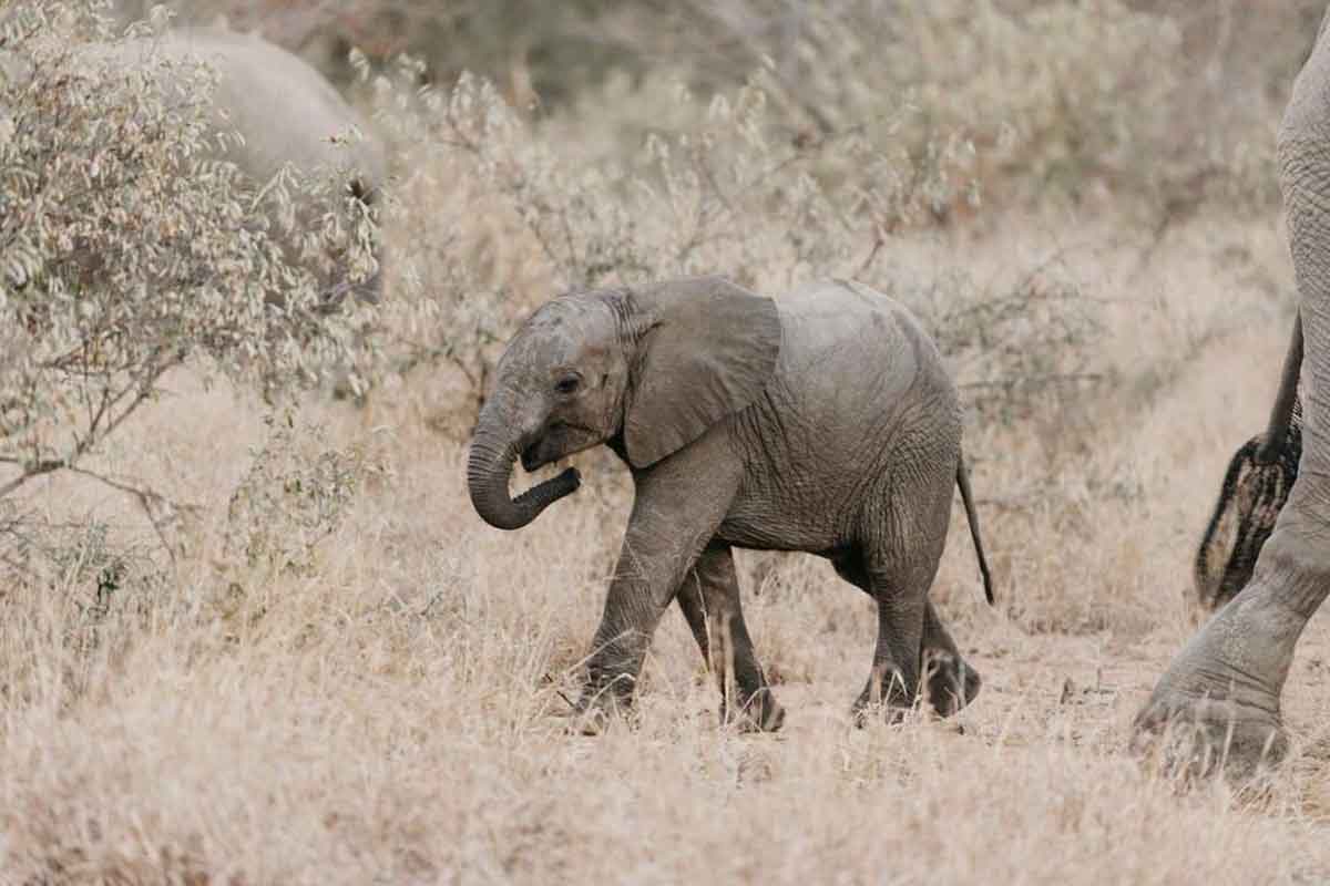 Elephant Calf at nThambo Elephant Calf at nThambo