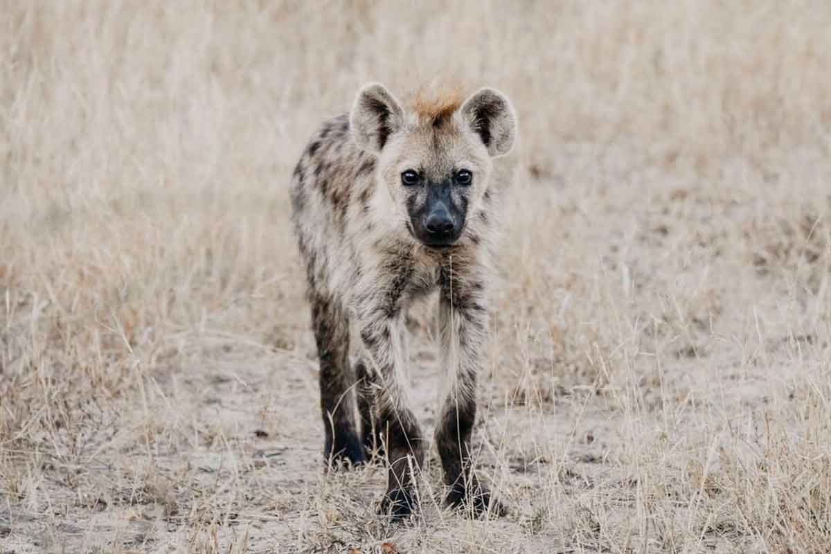 nThambo Hyenas nThambo Hyenas