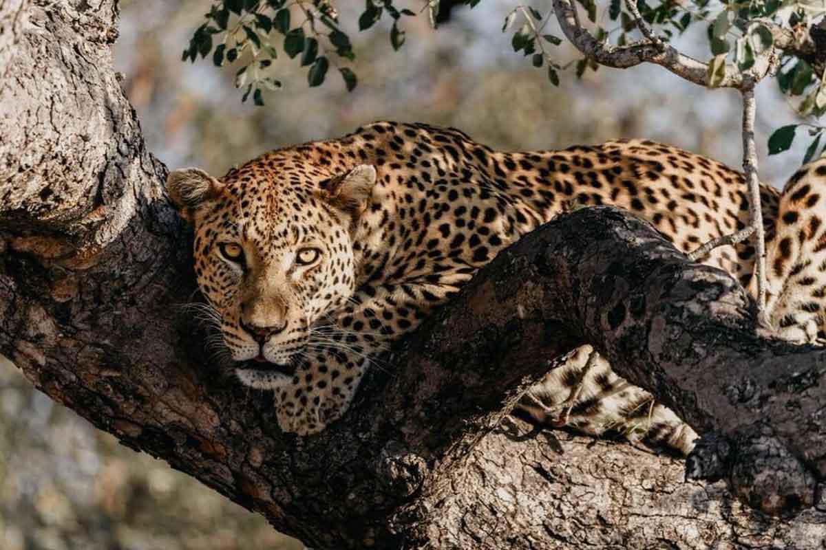 nThambo Leopards nThambo Leopards