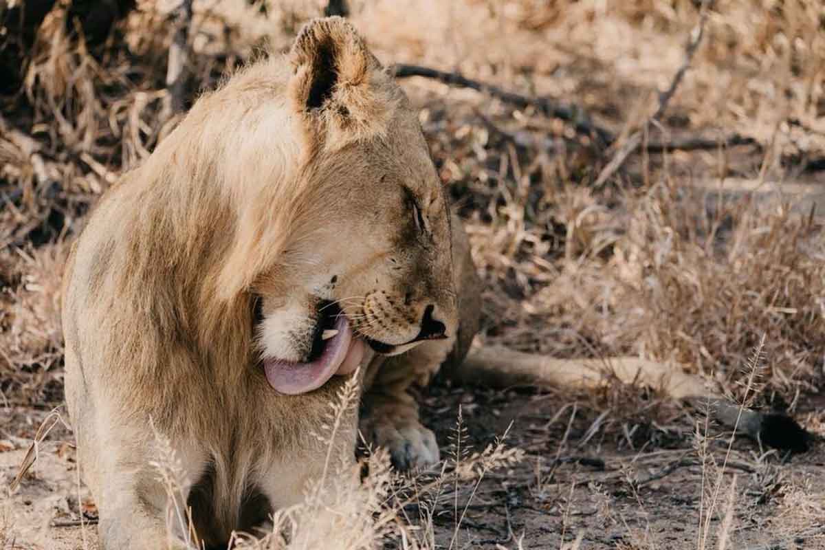 nThambo Lions of Klaserie nThambo Lions of Klaserie