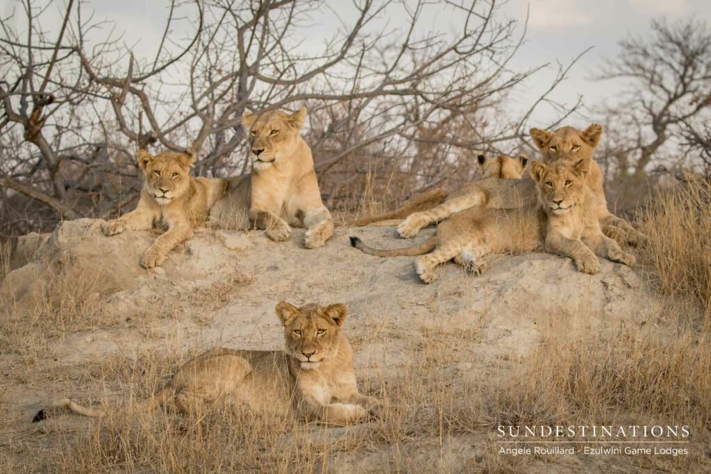 Ezulwini Lion Cubs