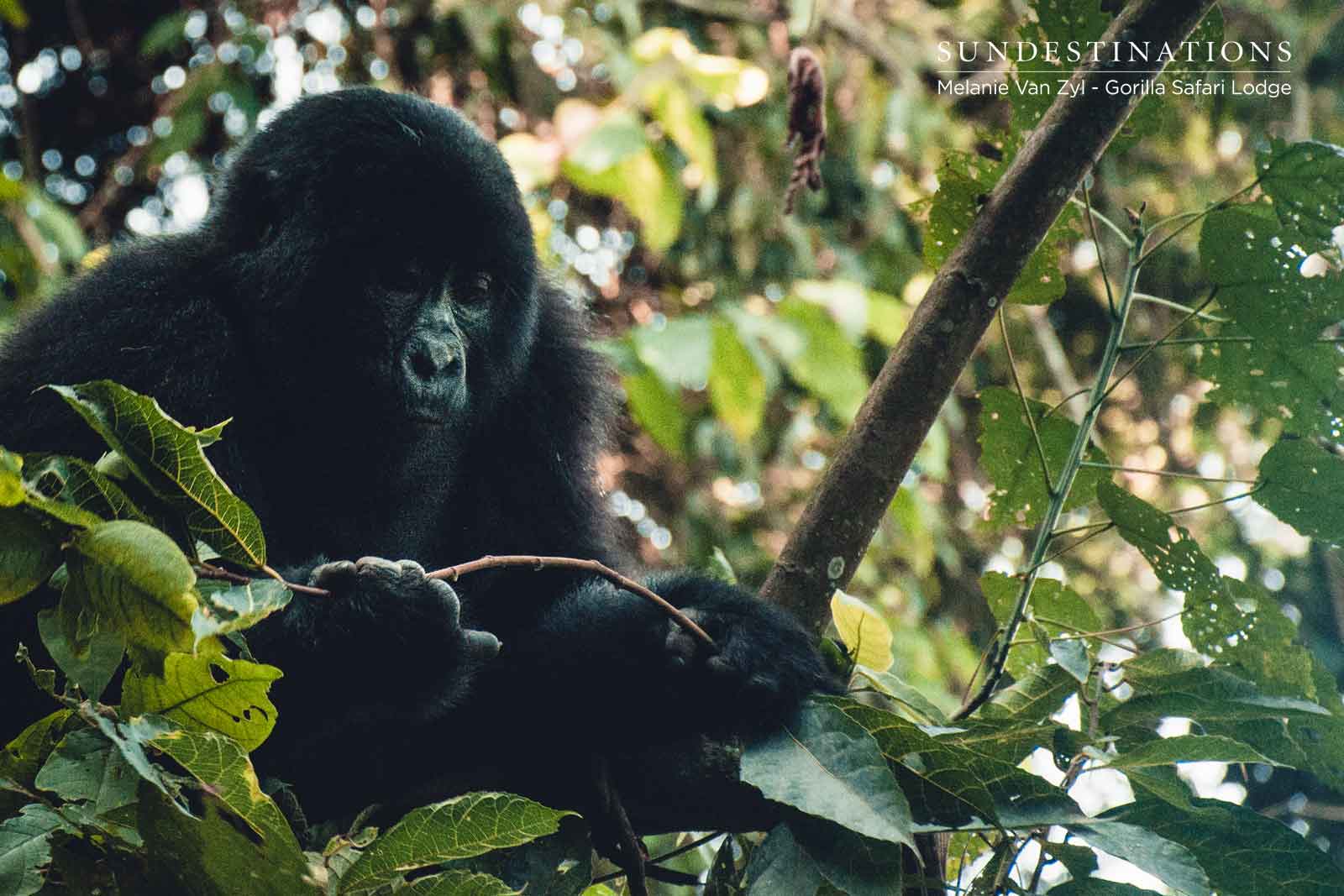 Gorilla Trekking Conservation Gorilla Trekking Conservation
