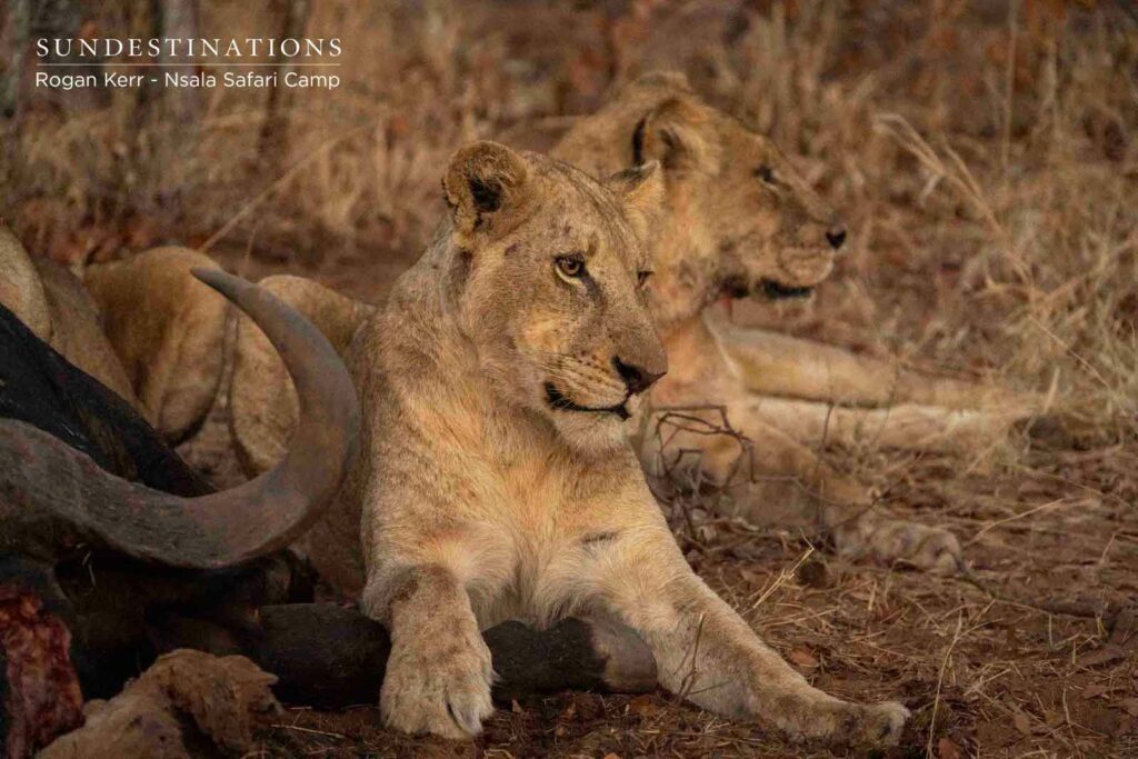 Nsala Western Pride of Lions