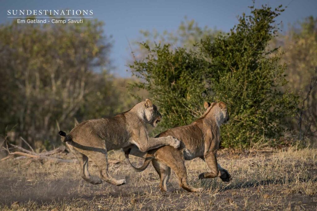 Savuti Marsh Pride Lions Scuffle