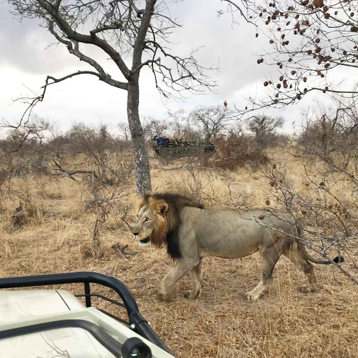 Male Lions in the Timbavati Male Lions in the Timbavati