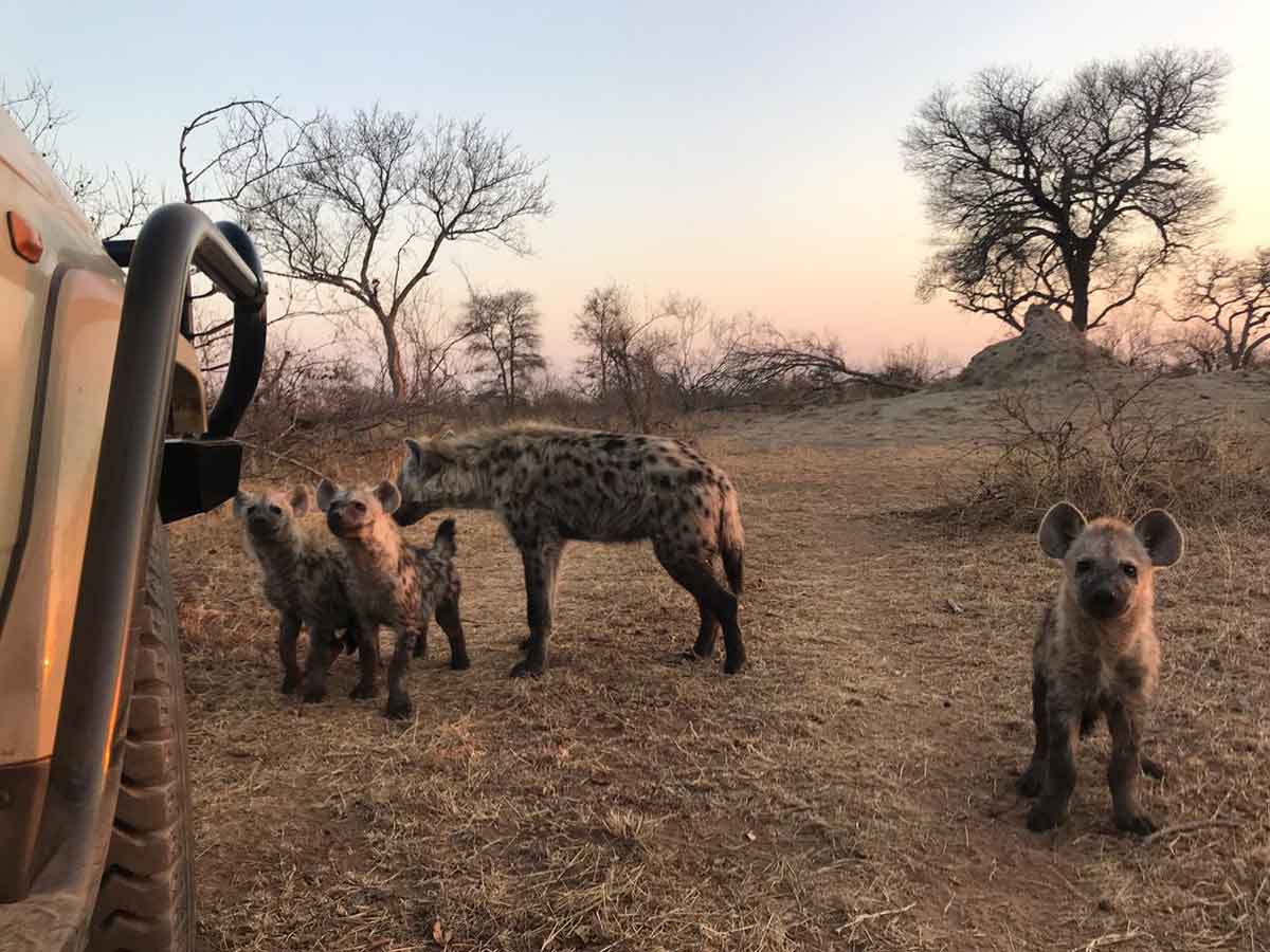 Hyena Sighting Walkers Bush Villa Hyena Sighting Walkers Bush Villa