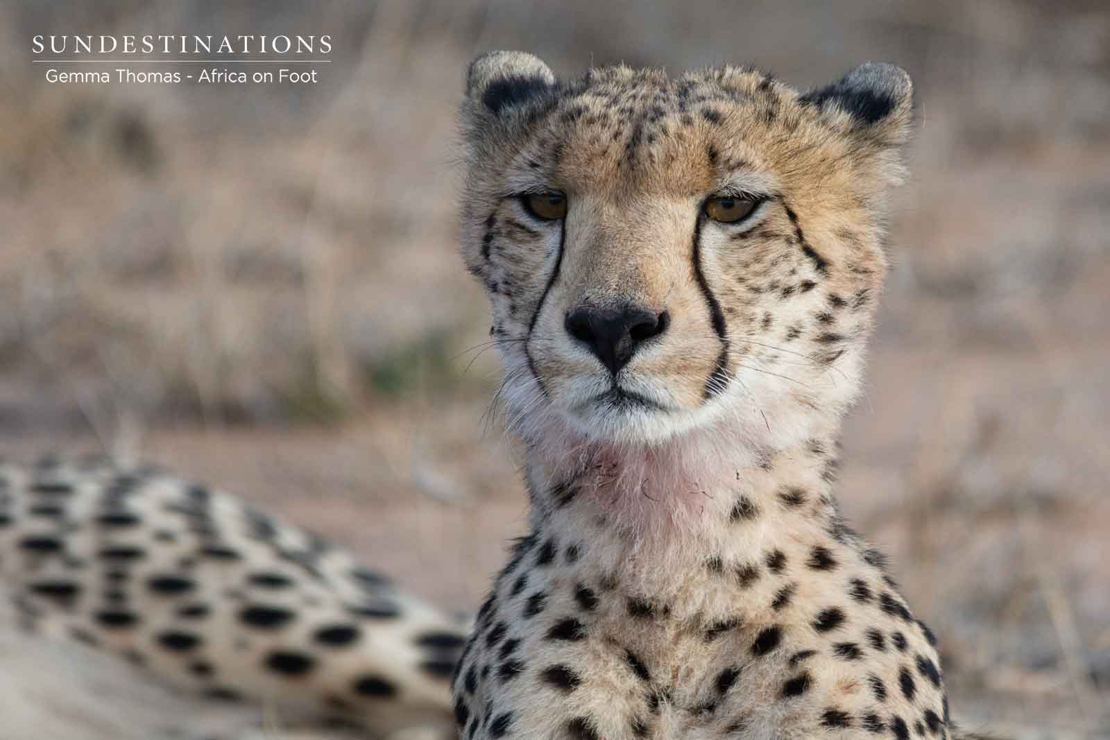 Cheetah Portrait in Klaserie Cheetah Portrait in Klaserie