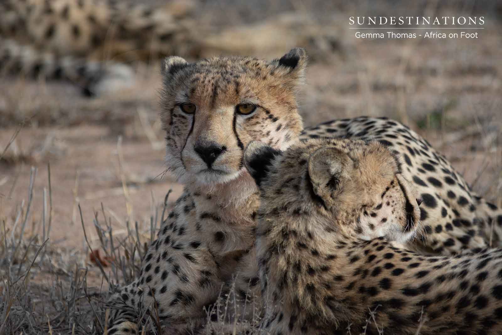 Cheetah Coalition in Klaserie Cheetah Coalition in Klaserie