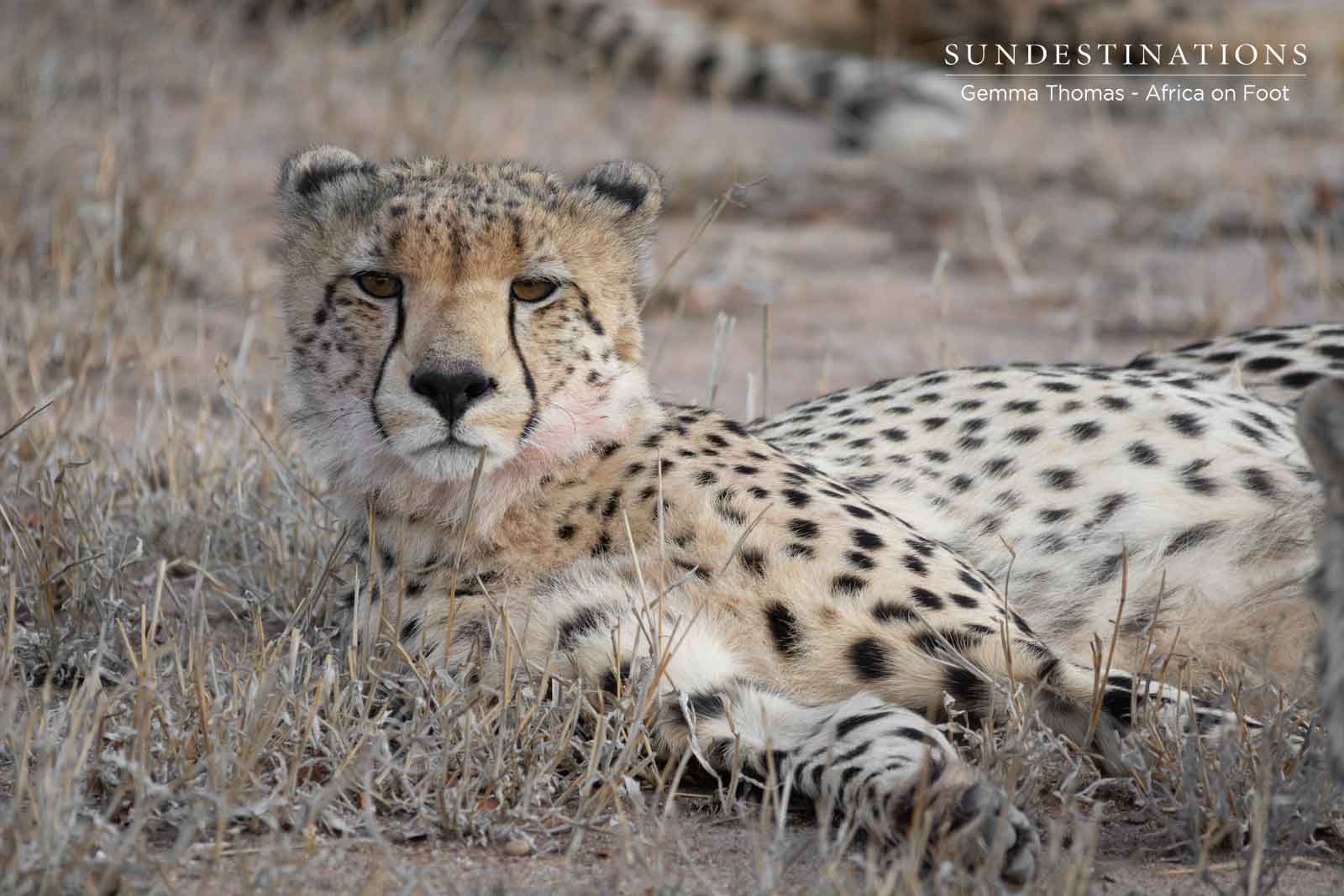 Africa on Foot - Cheetah Lying Down Africa on Foot - Cheetah Lying Down