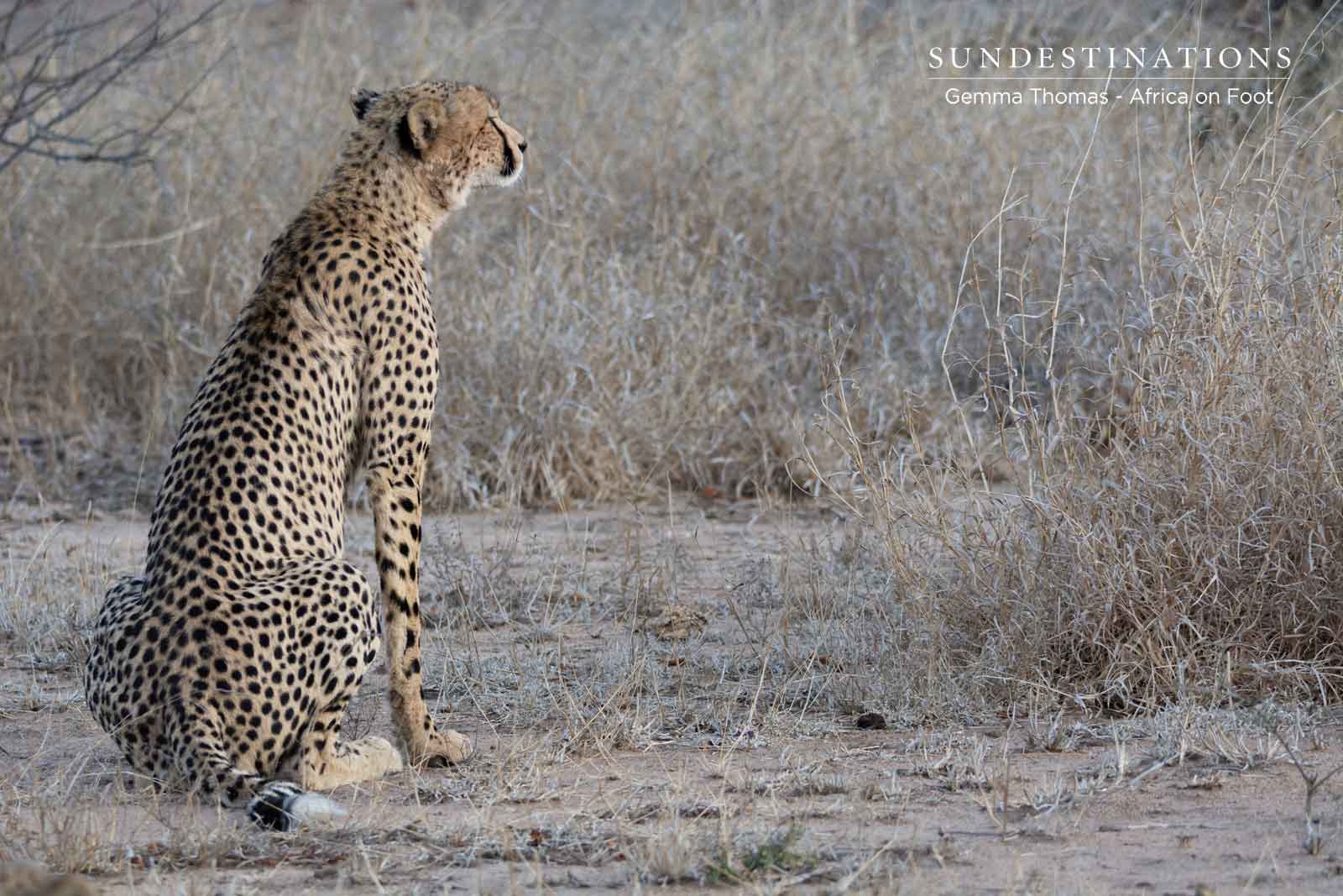 Africa on Foot Cheetah Africa on Foot Cheetah