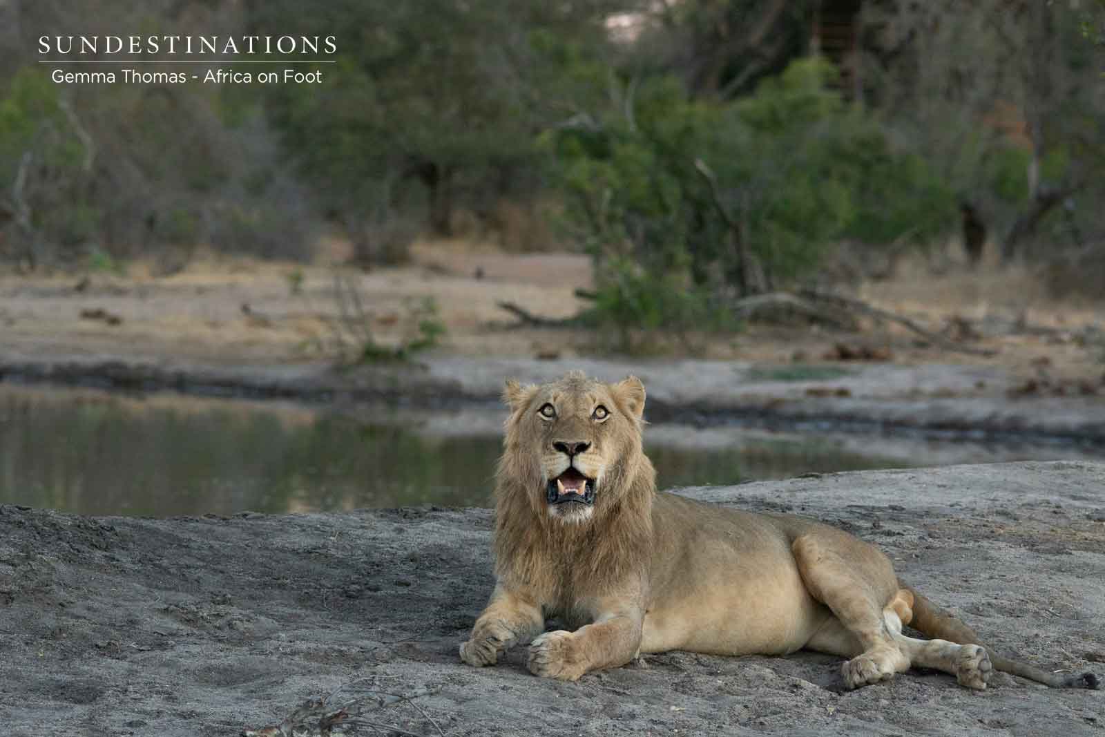 Lions on Kill Lions on Kill