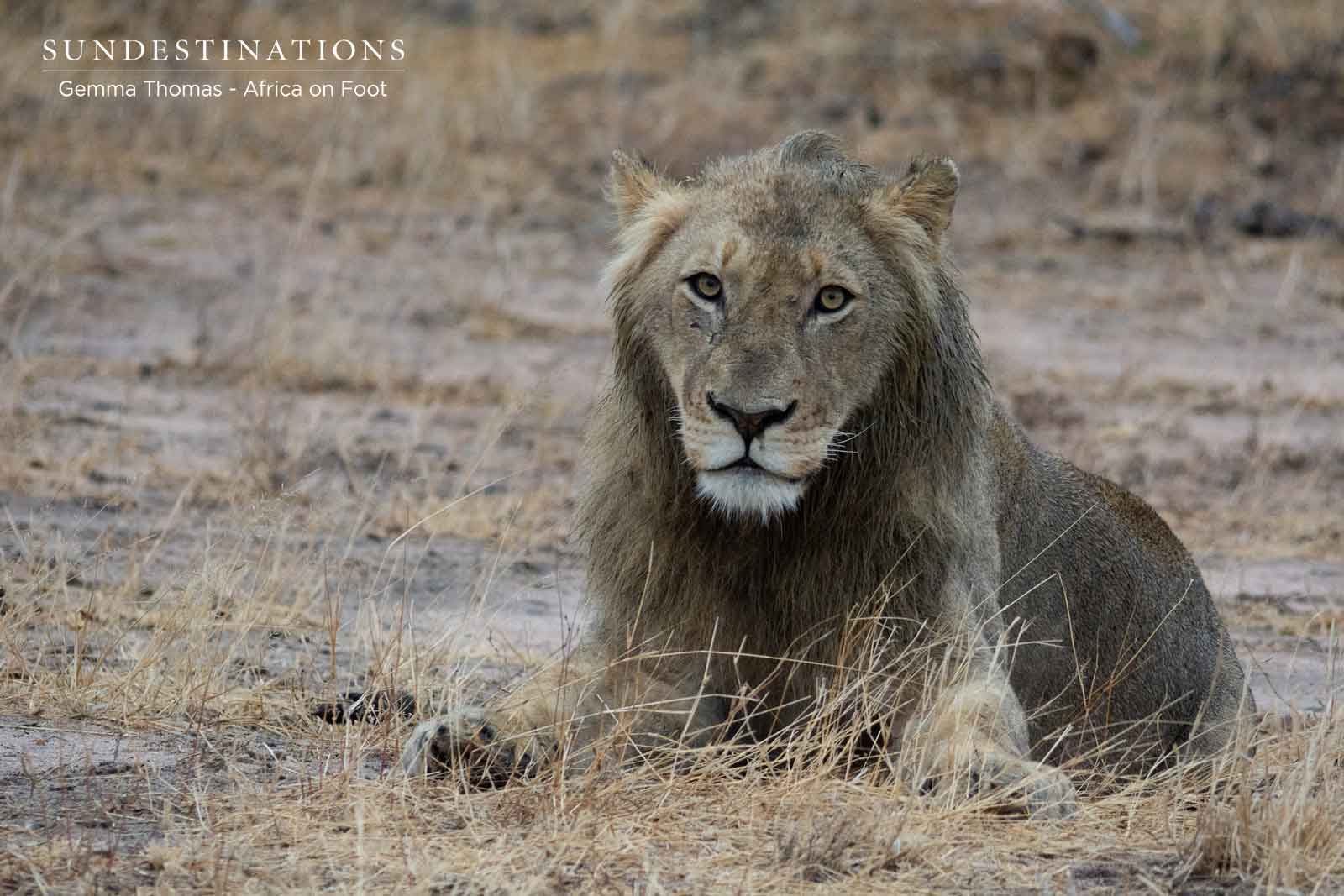 Young Male on a Kill Young Male on a Kill