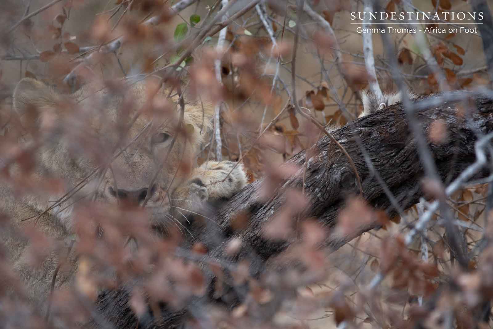 Lions Hiding in the Bushveld Lions Hiding in the Bushveld