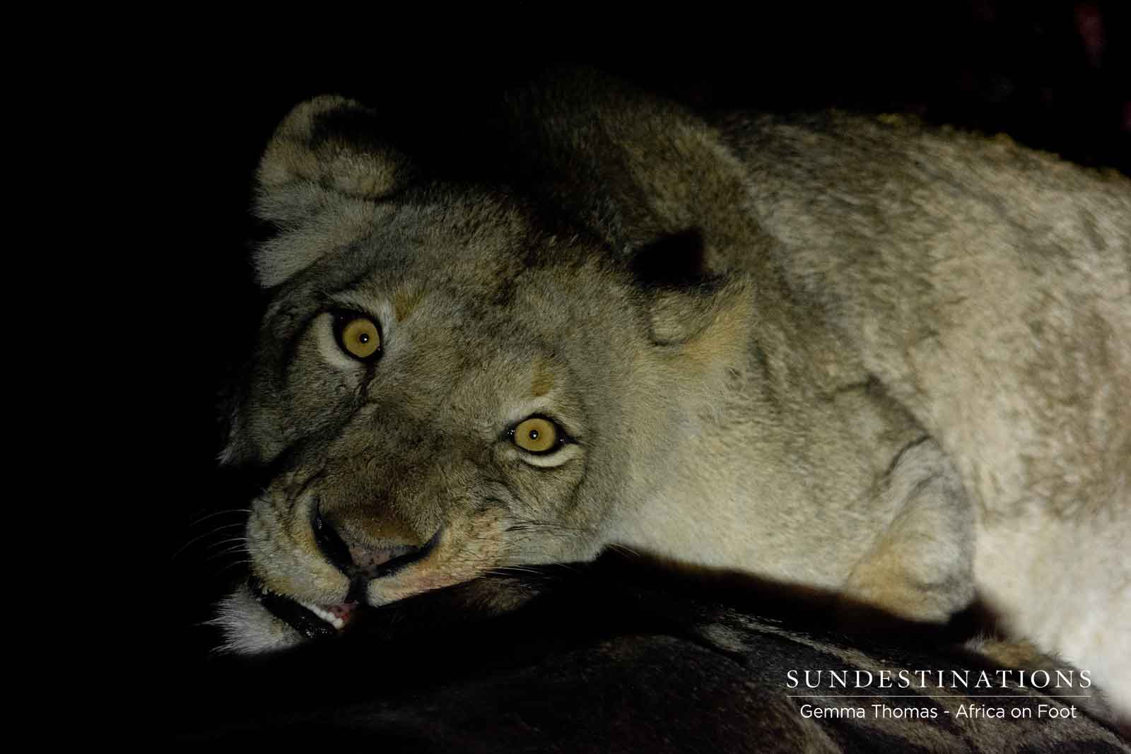 Lions with a Giraffe Lions with a Giraffe