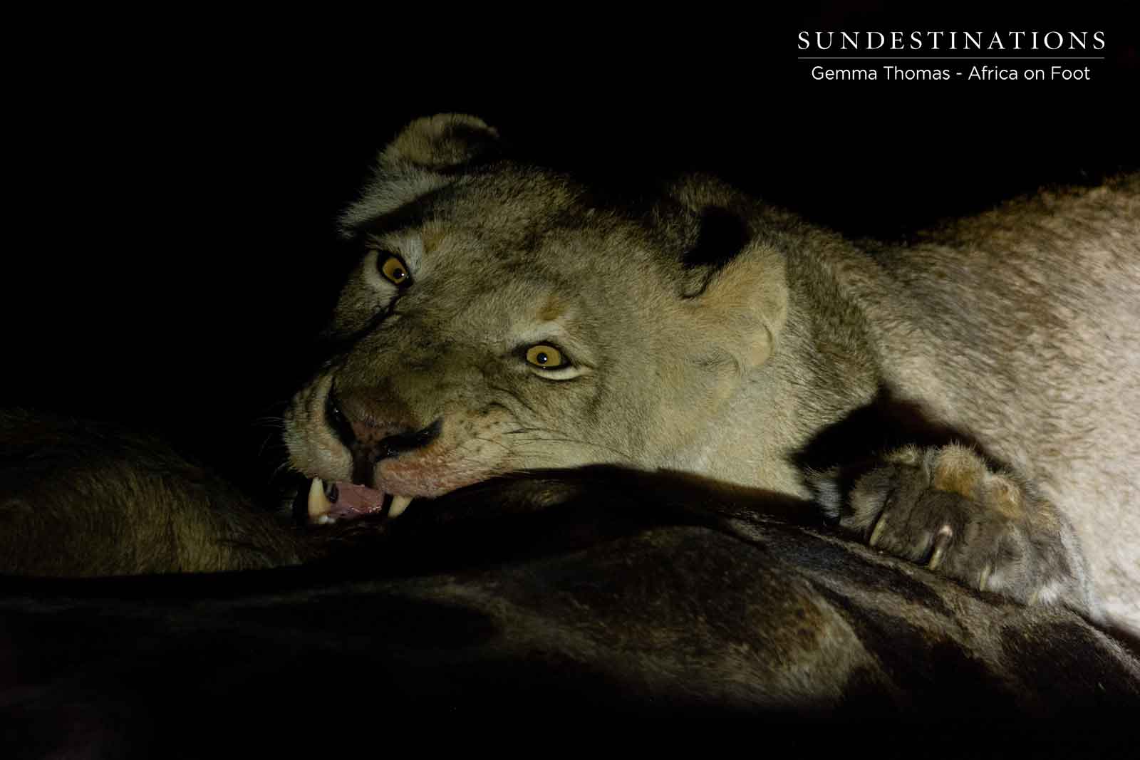 Tucking into a Giraffe Kill Tucking into a Giraffe Kill