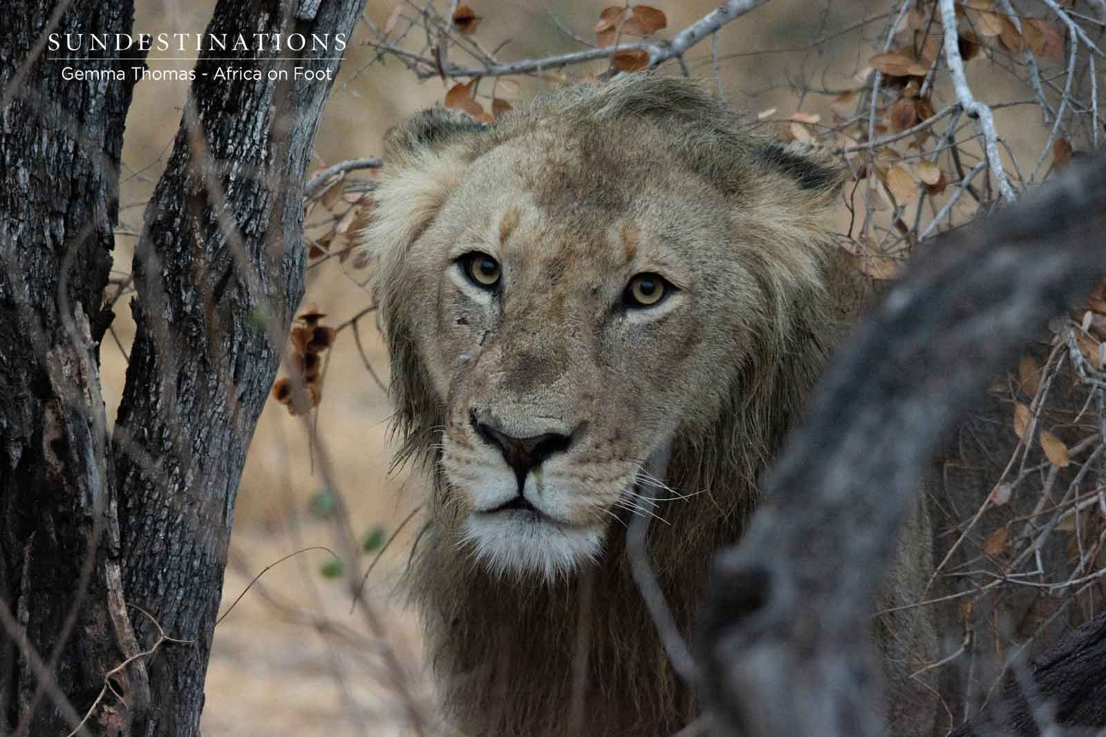 Male Lion at Africa on Foot Male Lion at Africa on Foot