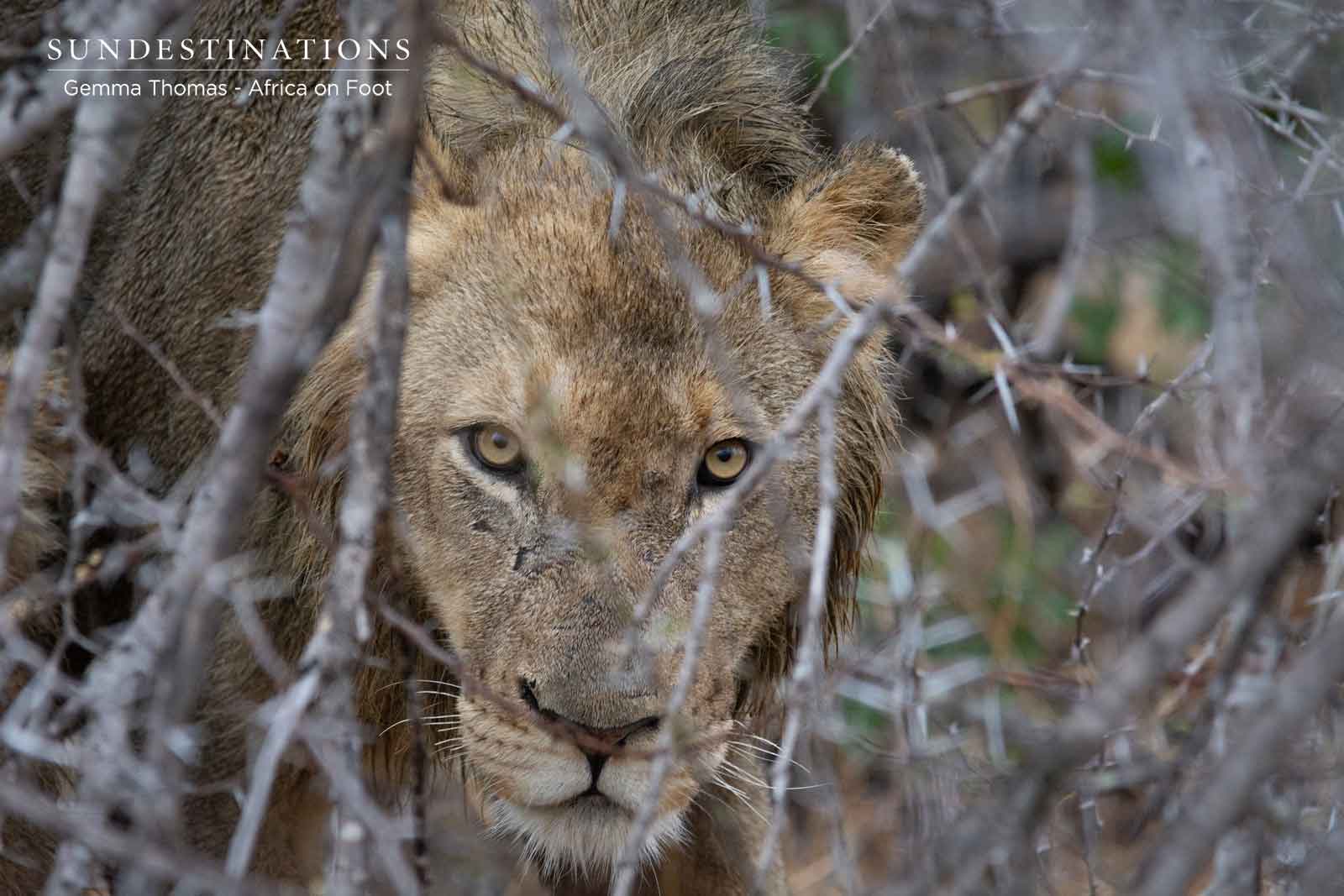 Pride of 6 Lions in Klaserie Pride of 6 Lions in Klaserie