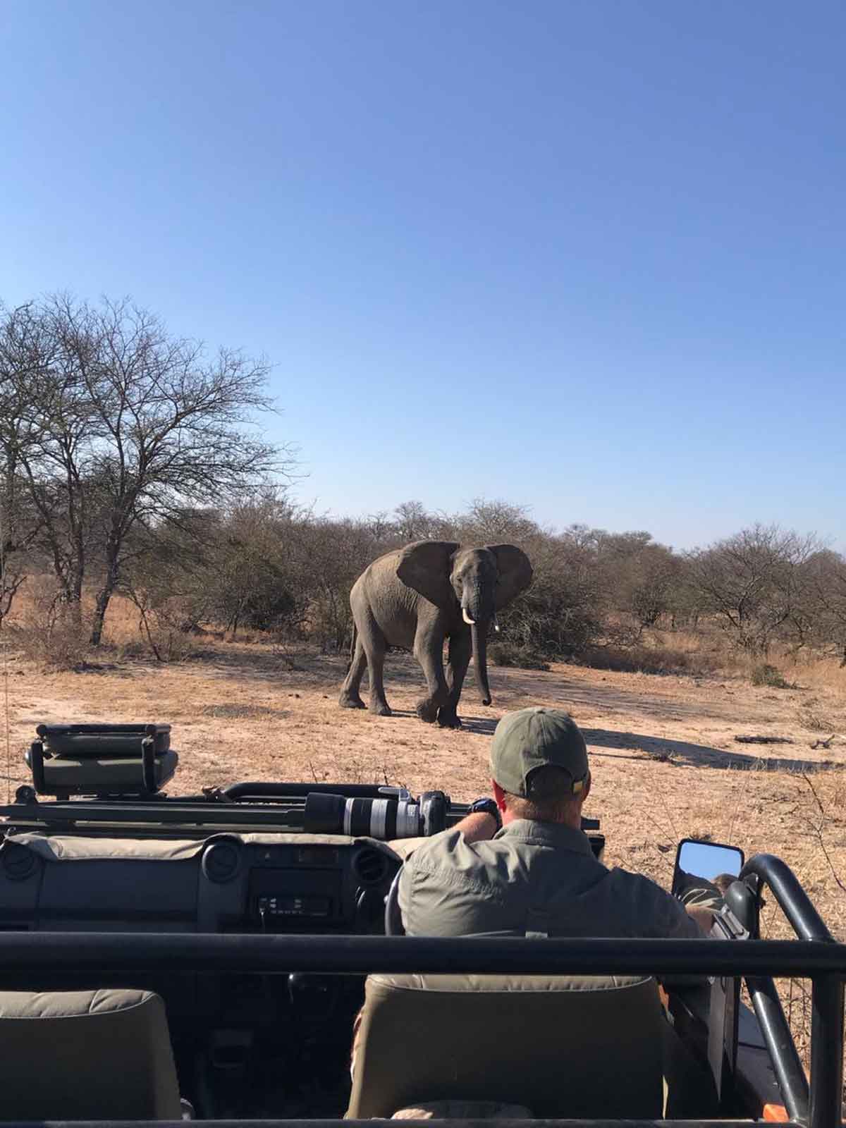 GuestFeedbackElephantsVehicle #GuestSafariReview Elephant