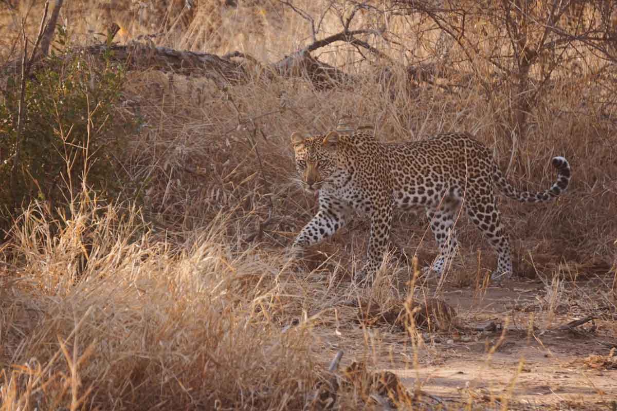 Leopard at nThambo Leopard at nThambo