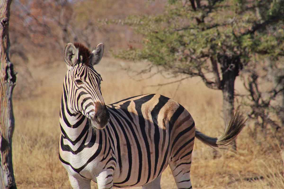 Zebras in the Klaserie Zebras in the Klaserie