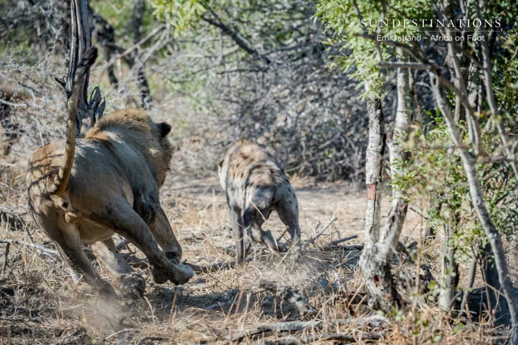 Lion Chasing Hyena