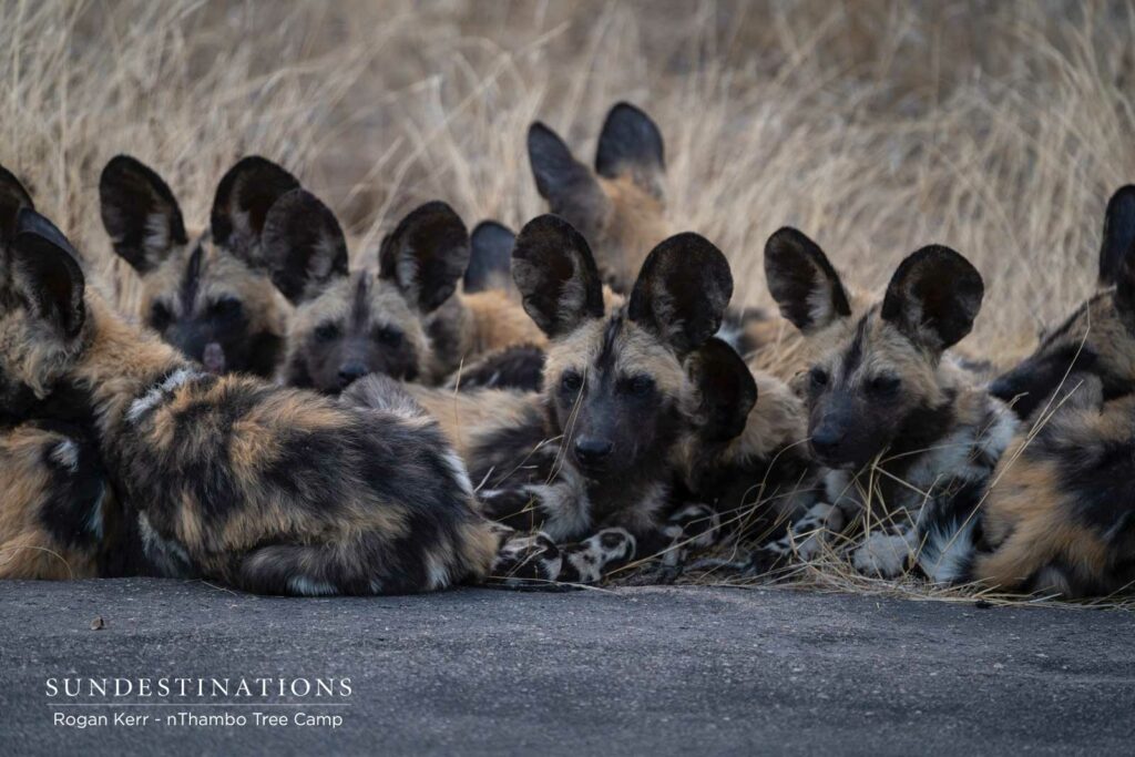 nThambo Tree Camp Wild Dogs