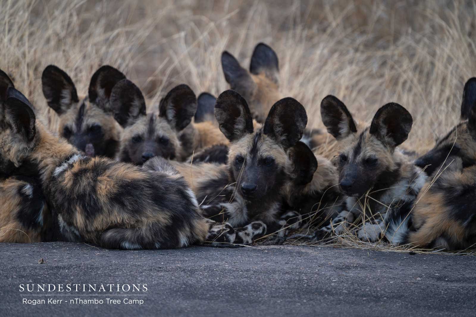nThambo Tree Camp Wild Dogs nThambo Tree Camp Wild Dogs