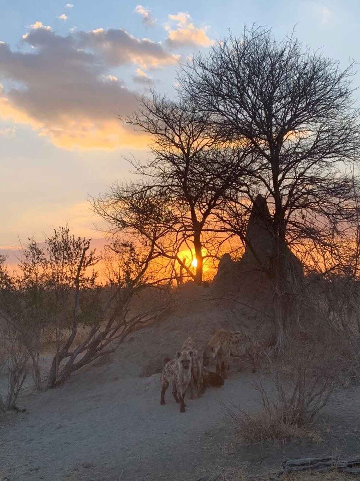 nThambo Hyenas nThambo Hyenas