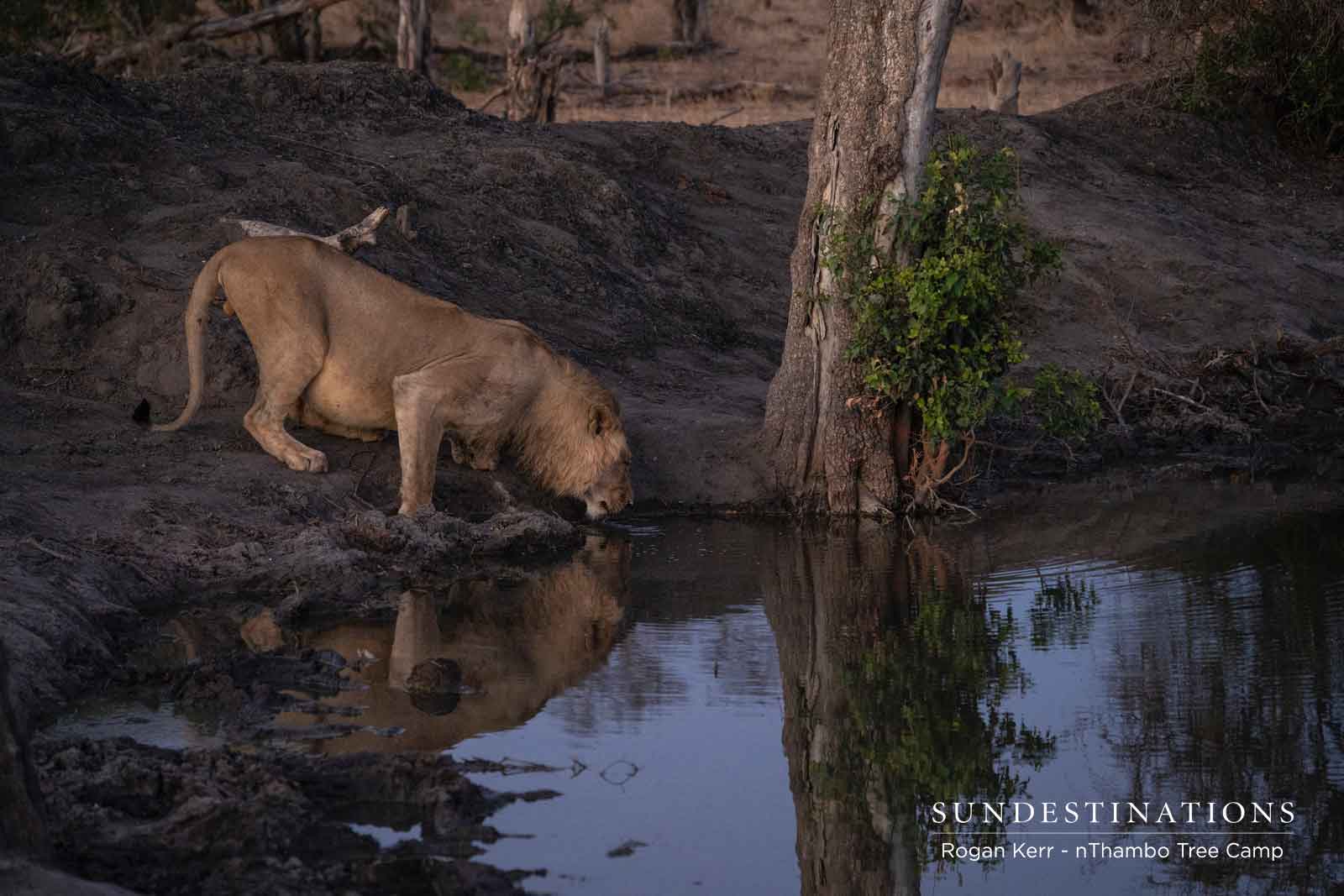 Lions Drinking at a Waterhole Lions Drinking at a Waterhole
