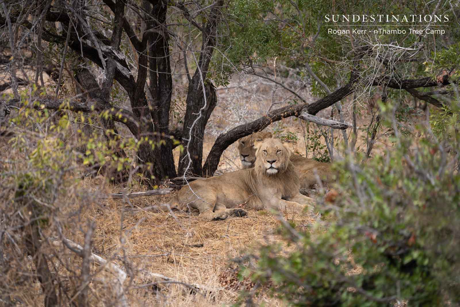 6 Lions at nThambo Tree Camp 6 Lions at nThambo Tree Camp