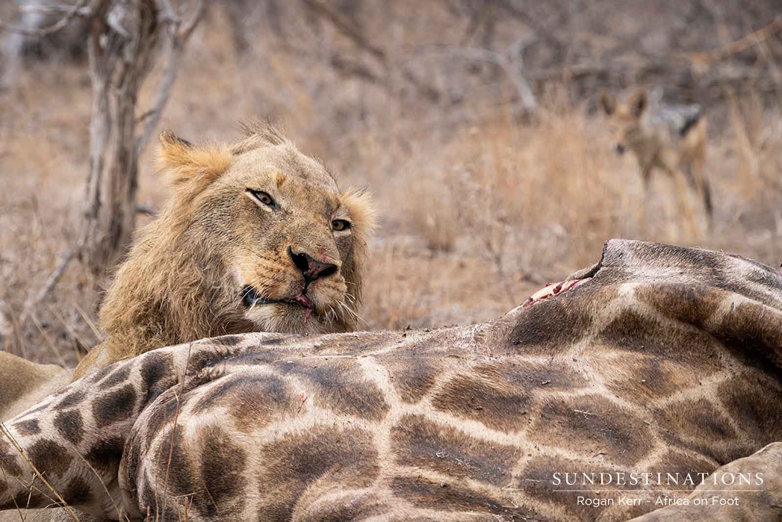 Vuyela Coalition with Giraffe Vuyela Coalition with Giraffe
