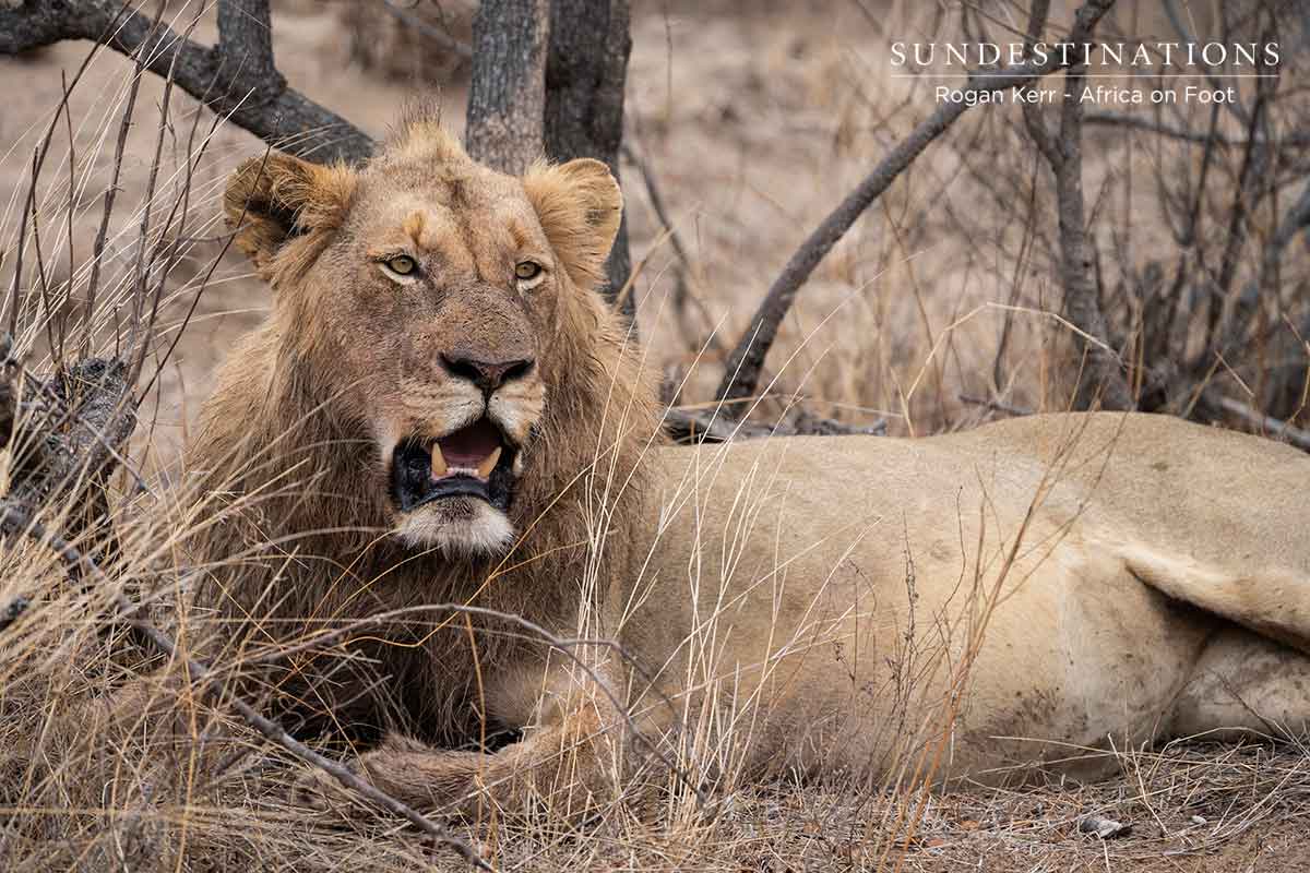 Vuyela Male with a Full Belly Vuyela Male with a Full Belly