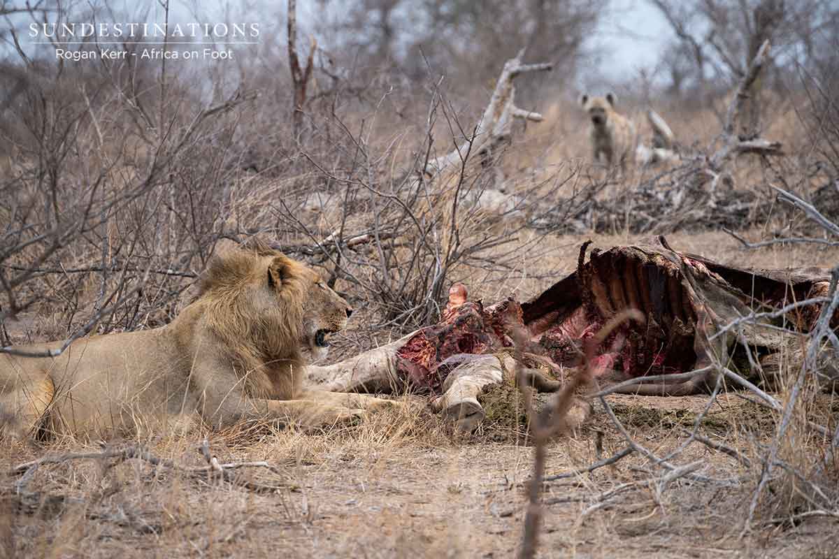 Vuyela Giraffe Kill in Klaserie Vuyela Giraffe Kill in Klaserie