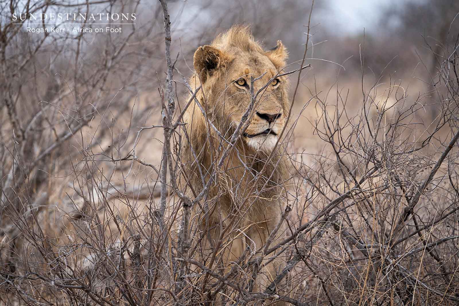 Vuyela Sub-adult Lion Vuyela Sub-adult Lion