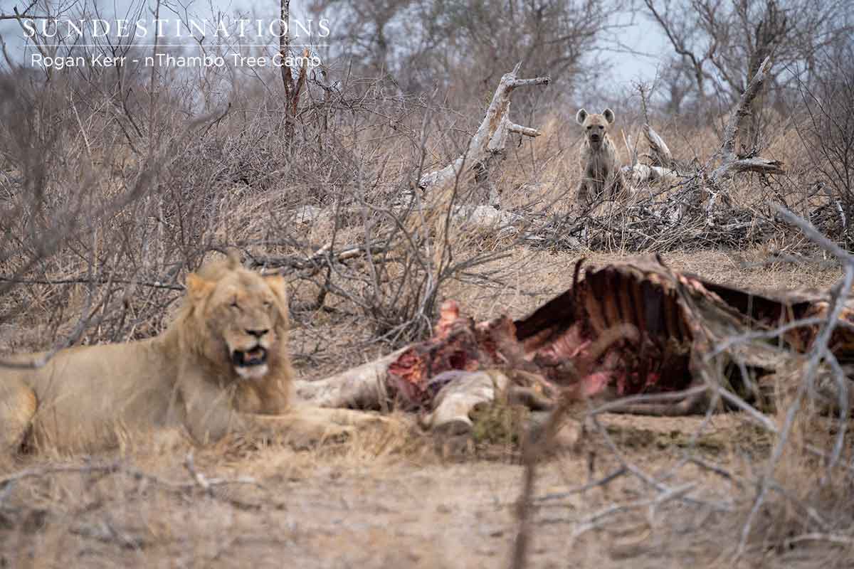 nThambo Tree Camp Vuyela on Kill nThambo Tree Camp Vuyela on Kill