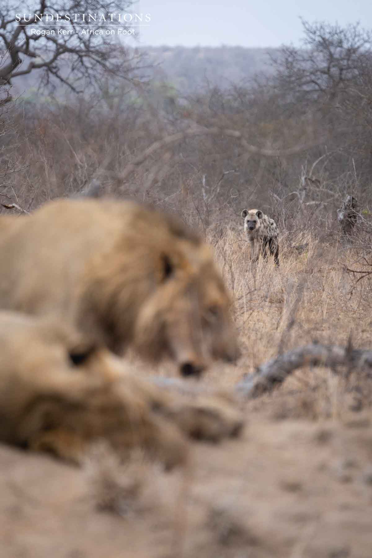 Vuyela Pride Lions in Wild Vuyela Pride Lions in Wild