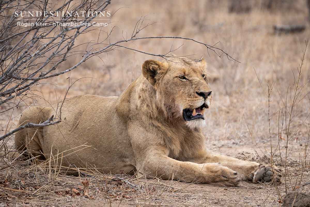 nThambo Tree Camp Pride of Lions nThambo Tree Camp Pride of Lions
