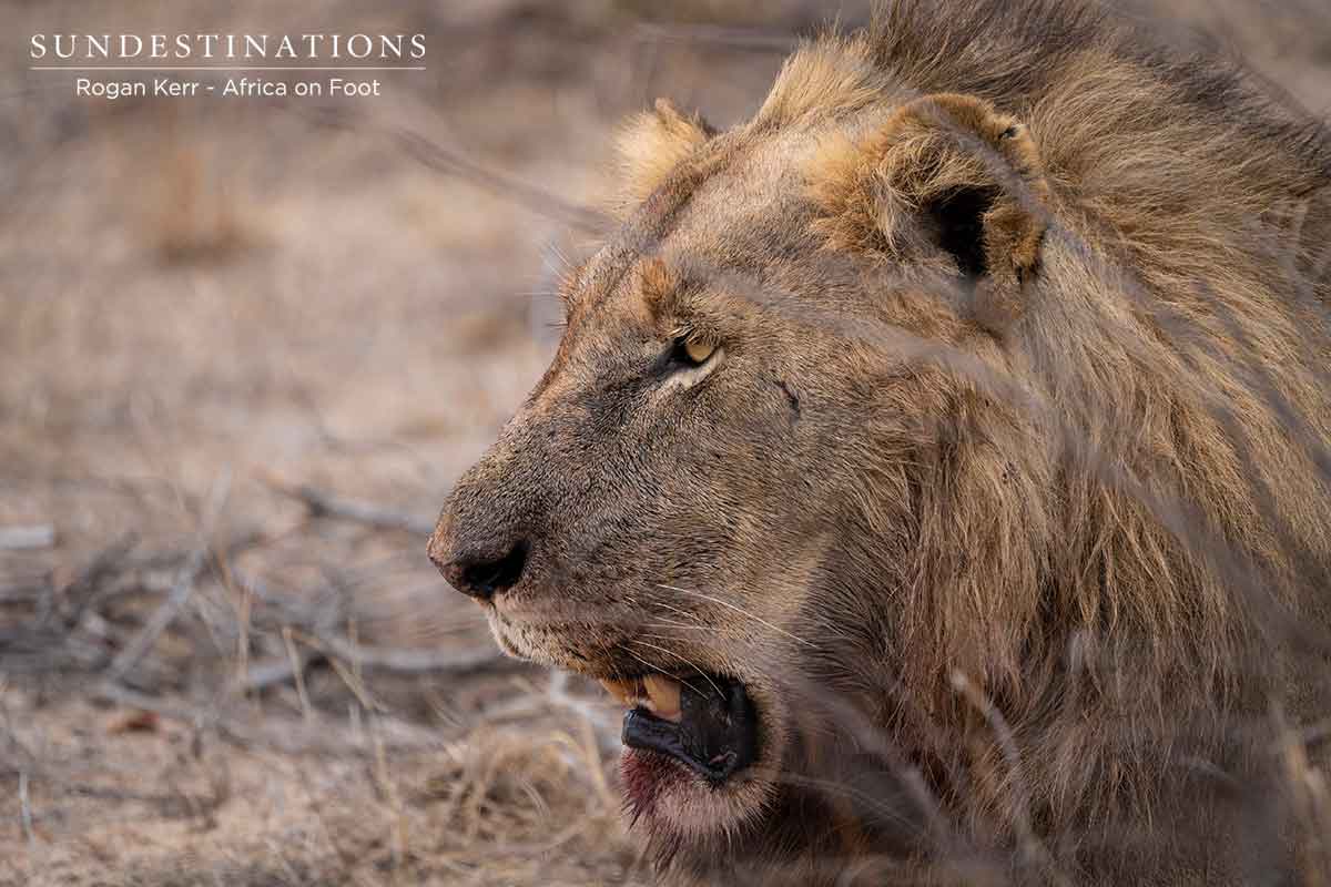 Face of the Vuyela Sub Adult Face of the Vuyela Sub Adult