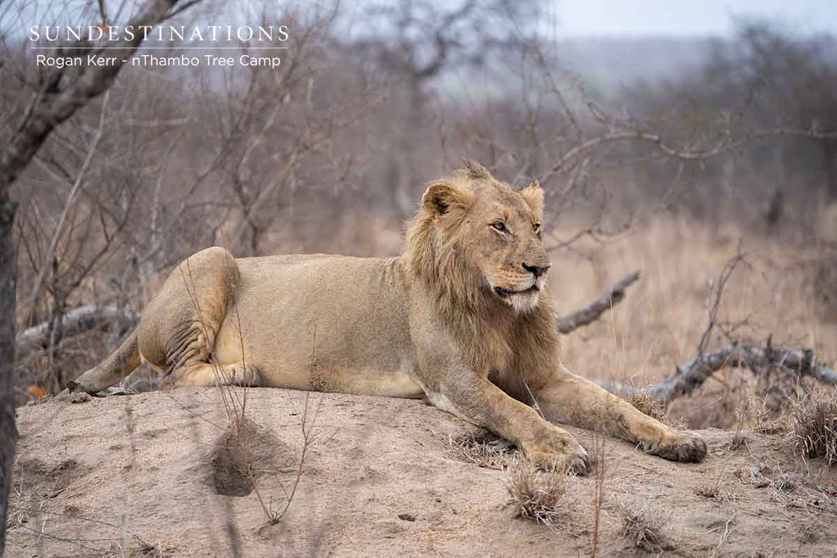 The Vuyela Pride of Lions The Vuyela Pride of Lions