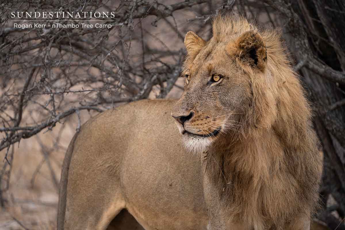 Lone Lion at nThambo Tree Camp Lone Lion at nThambo Tree Camp