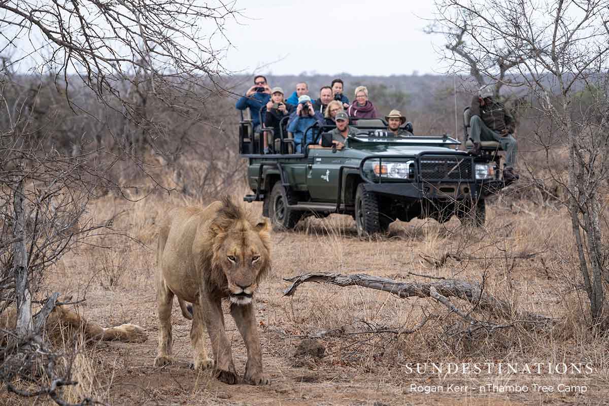 Vuyela Pride of Lions Male Vuyela Pride of Lions Male