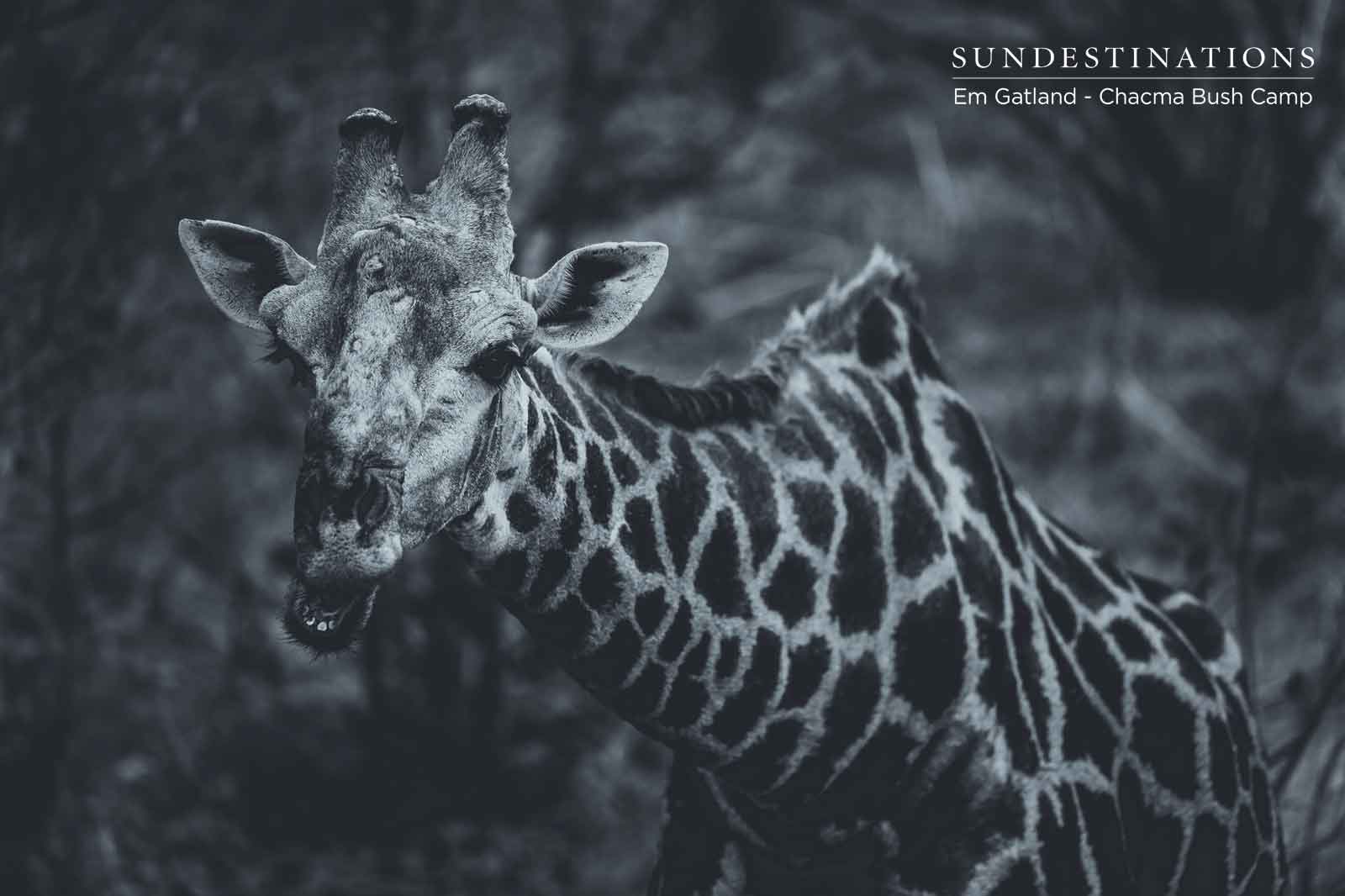 Giraffe at Chacma Giraffe at Chacma