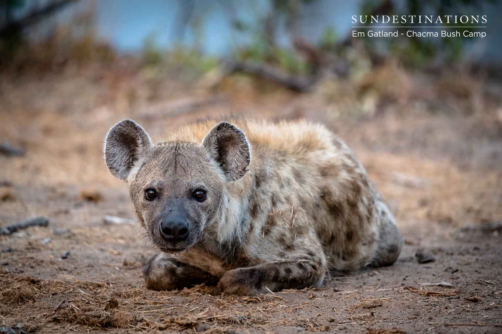 Hyena at Chacma Hyena at Chacma