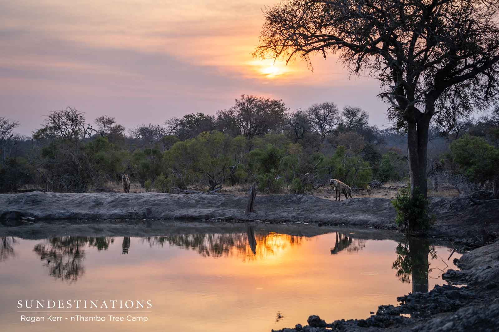 Waterholes and Hyenas Waterholes and Hyenas