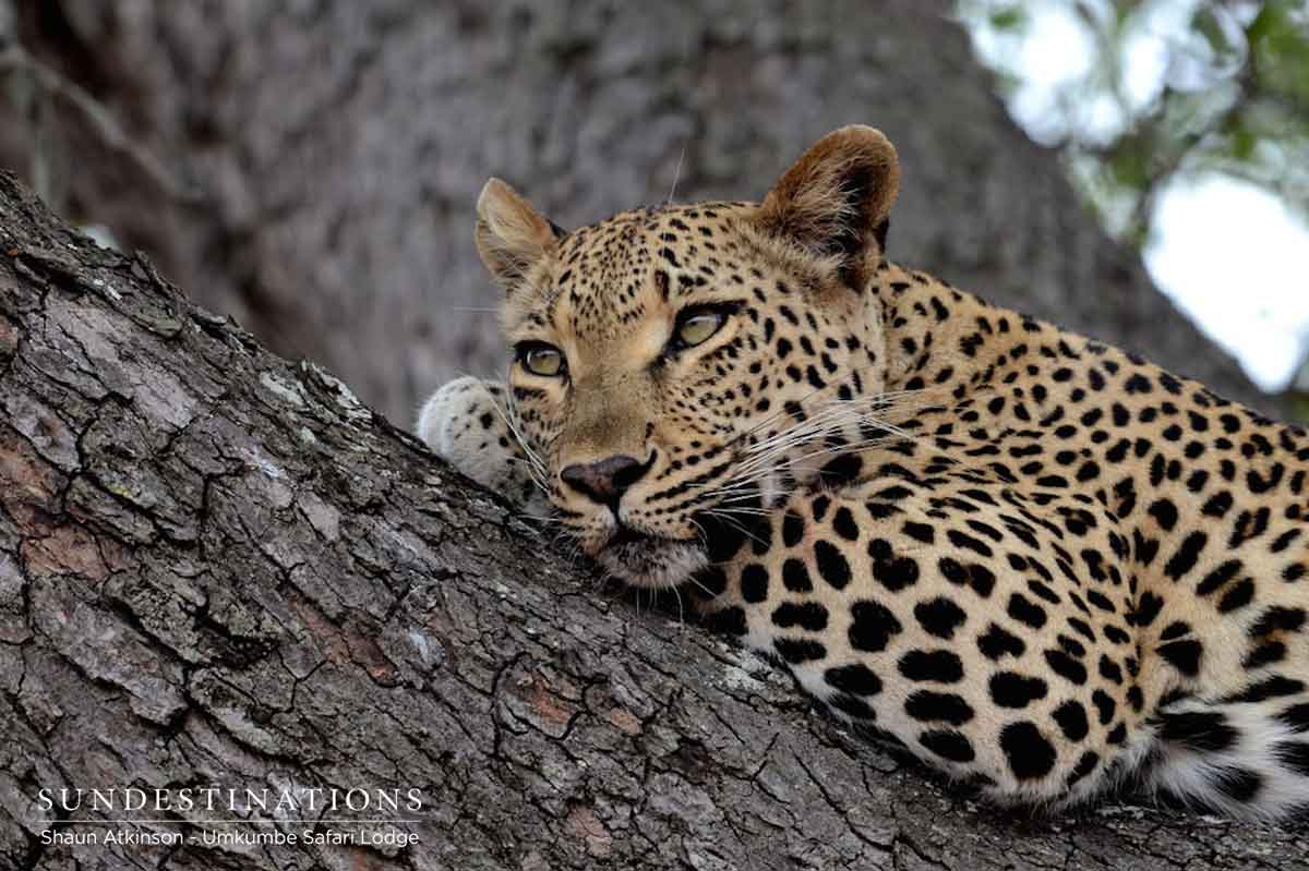 Sabi Sand Leopard Sabi Sand Leopard