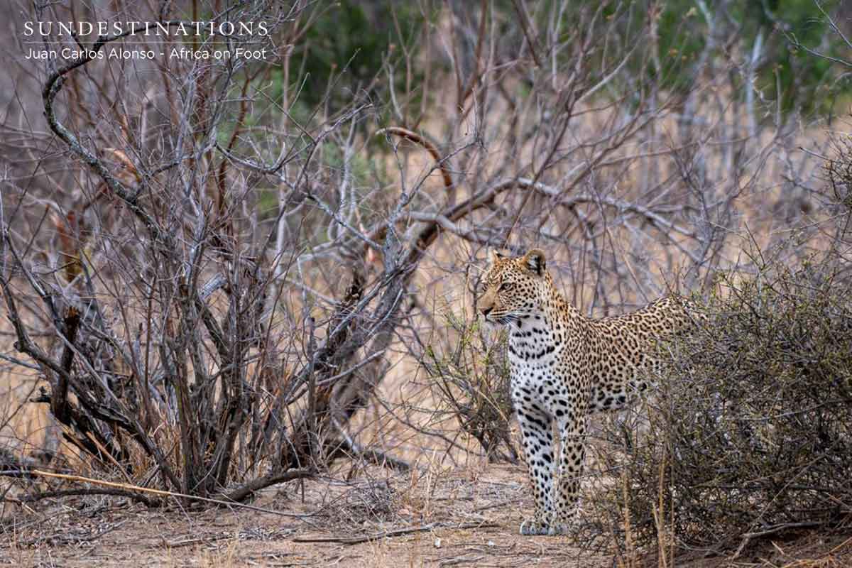 Nyeleti Africa on Foot Nyeleti Africa on Foot