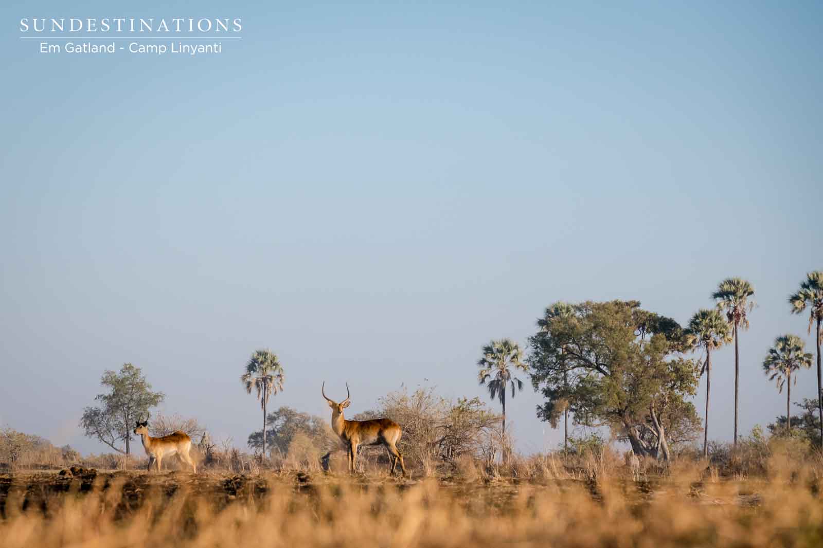 Lechwe at Linyanti Lechwe at Linyanti