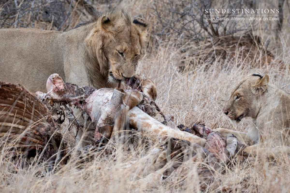 Vuyela Coaltion of Lions Vuyela Coaltion of Lions